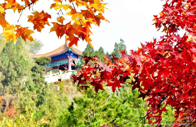 魅力瓷都 产业新城 | 唐山路北招商引资推介 2509102.png